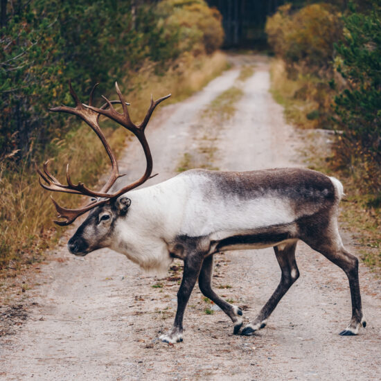 Reindeers walking on the road in autumn season in Finland