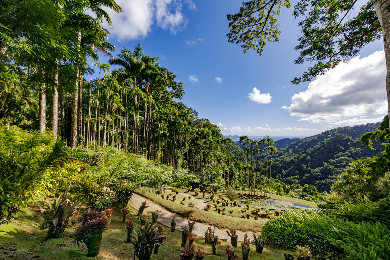 Fort de France, Martinique, FWI Royal palm trees in Balata gardens