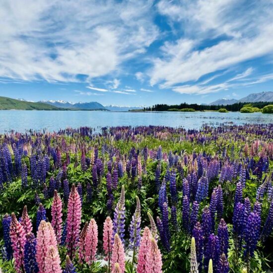 Lupin flowers in bloom at Lake Tekapo