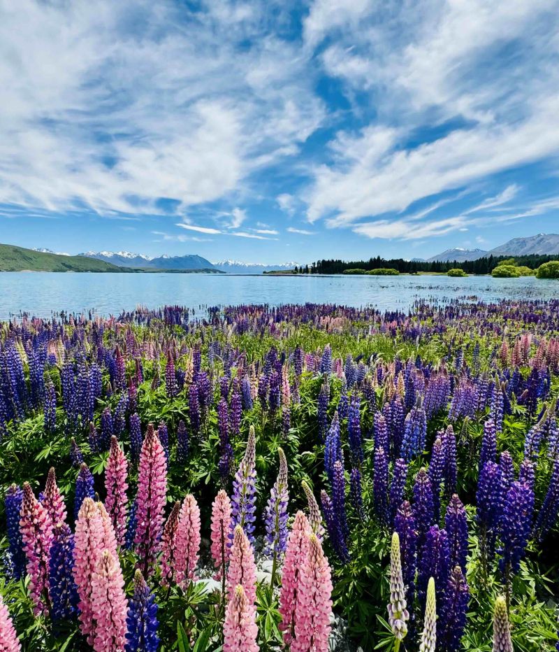 Lupin flowers in bloom at Lake Tekapo