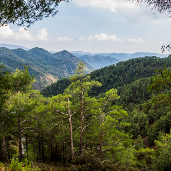 The Troodos mountain range on the island of Cyprus overgrown with pine forest. Beautiful natural landscape.