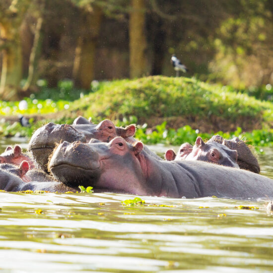 Hippopotamus, Lake Naivasha