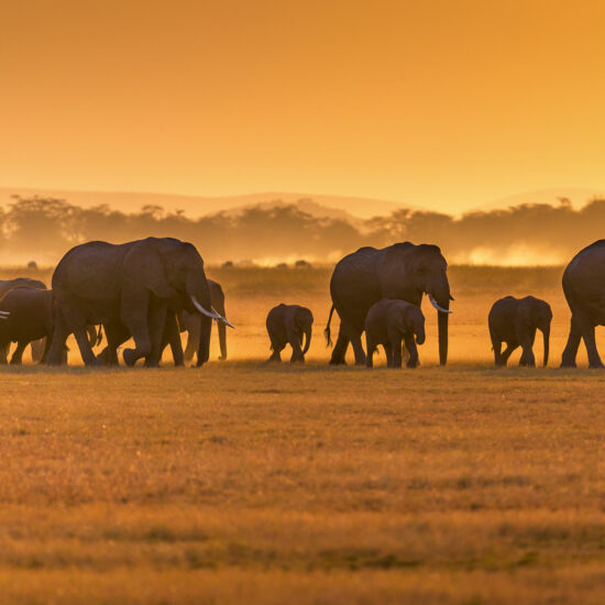 Elephants in Amboseli