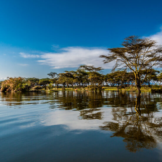 Out of Africa