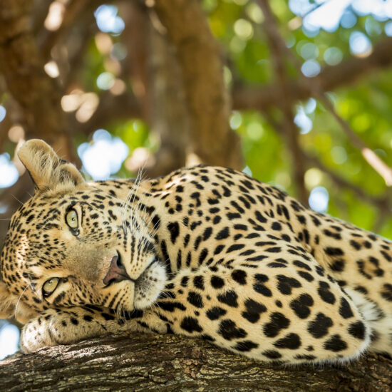 Leopard