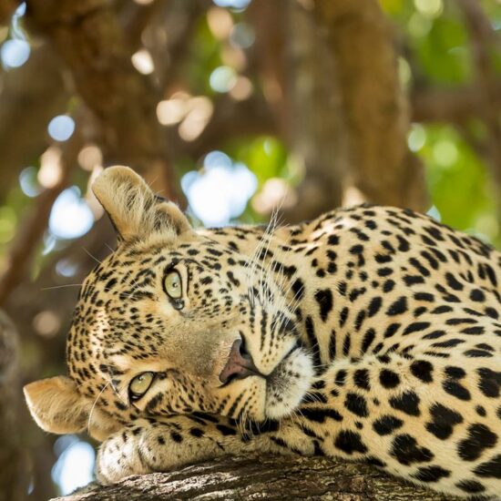 Leopard