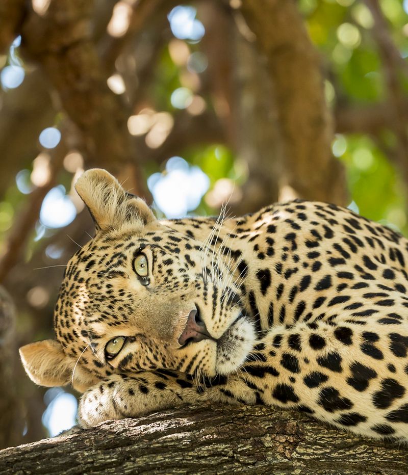 Leopard