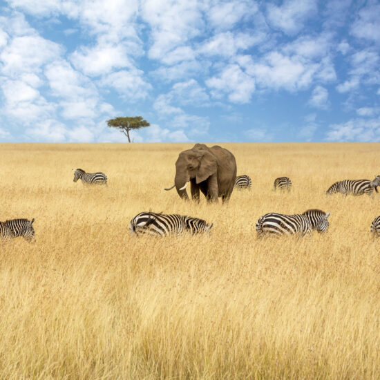 African elephant, Loxodonta africana, with a herd of plains zebras, Equus quagga, and lone acacia tree, in the red oat grass of the Masai Mara, Kenya.