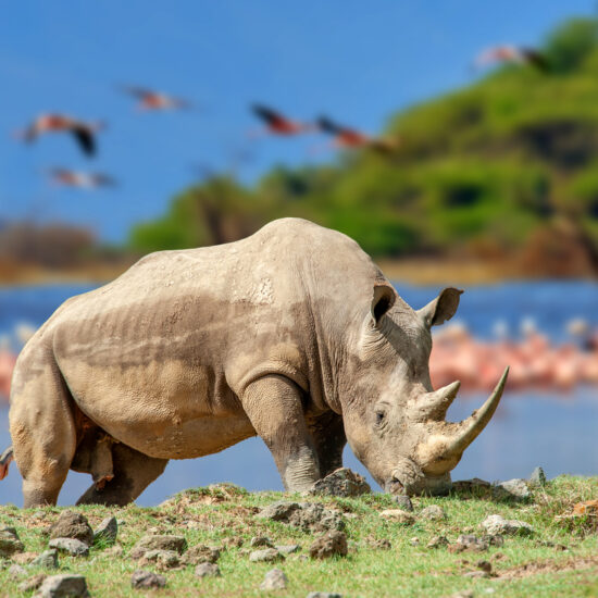 Rhinoceros on a background of pink flamingos in Nakuru National Park