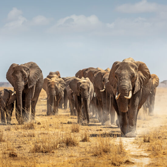 Herd of African Elephants Walking Towards Camera