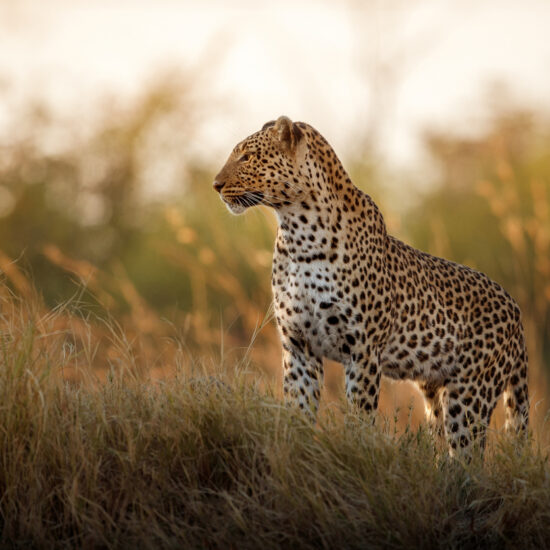 African leopard female pose in beautiful evening light.