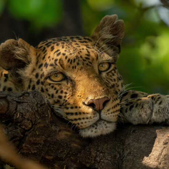 Leopard lies with chin resting on branch