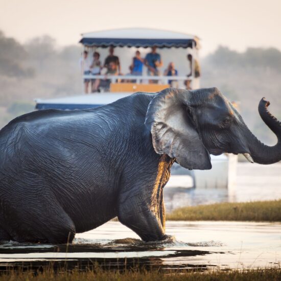 Tourist watching an elephant in Botswana